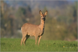 <p>SRNEC OBECNÝ (Capreolus capreolus) Šluknovsko - Jiříkov   (European roe deer /  Reh   /European roe deer - Reh/</p>